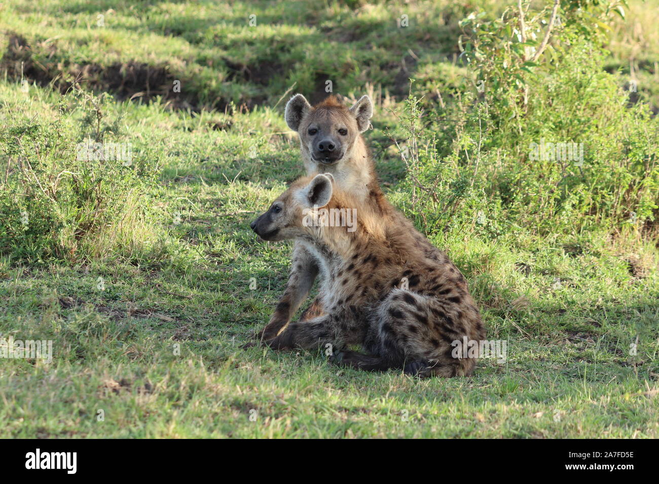 Group of hyenas in the african savannah Stock Photo Alamy