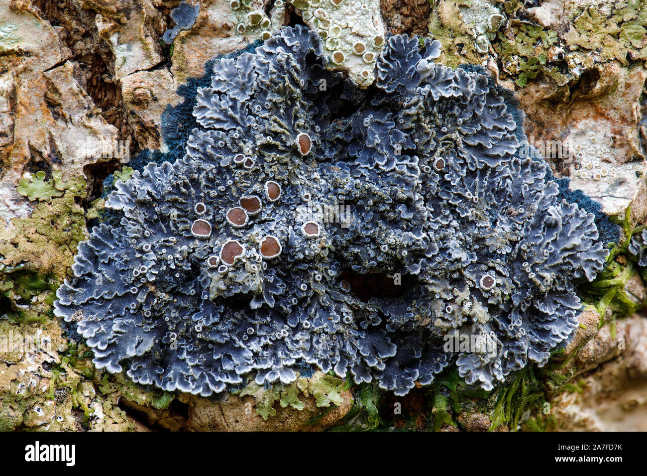 Red-eyed shingle lichen, Pannaria rubiginosa Stock Photo