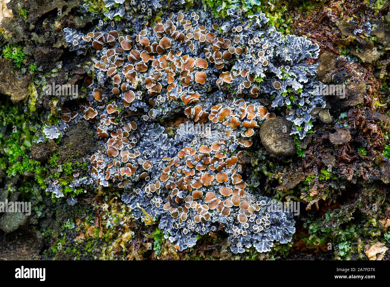 Red-eyed shingle lichen, Pannaria rubiginosa Stock Photo