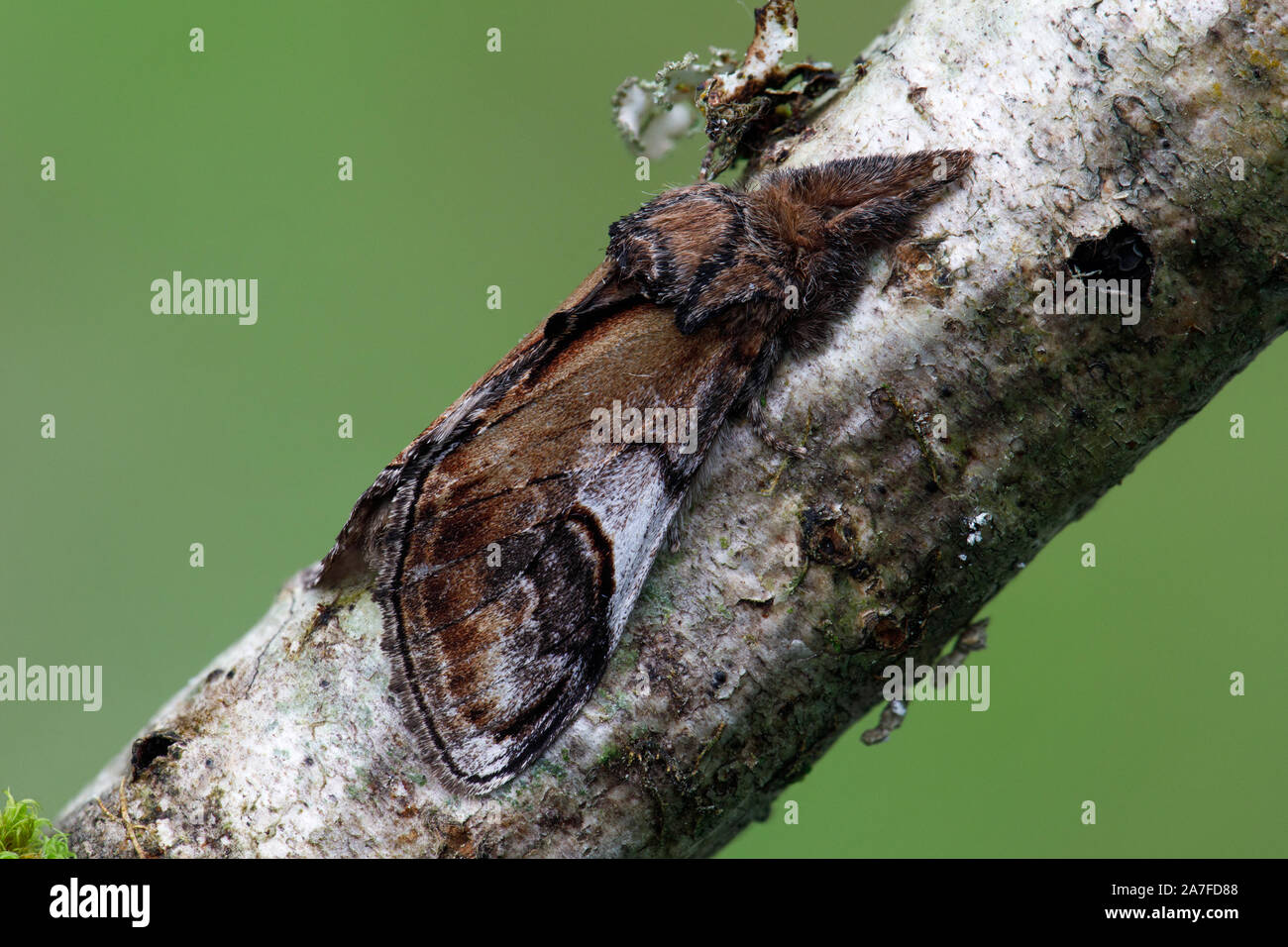 Pebble Prominent moth,Notodonta ziczac Stock Photo