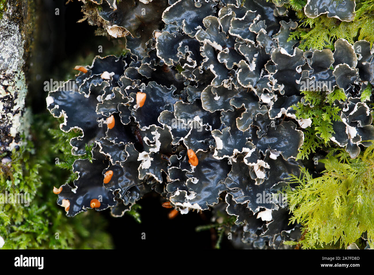 Dog Lichen, Peltigera hymenina Stock Photo