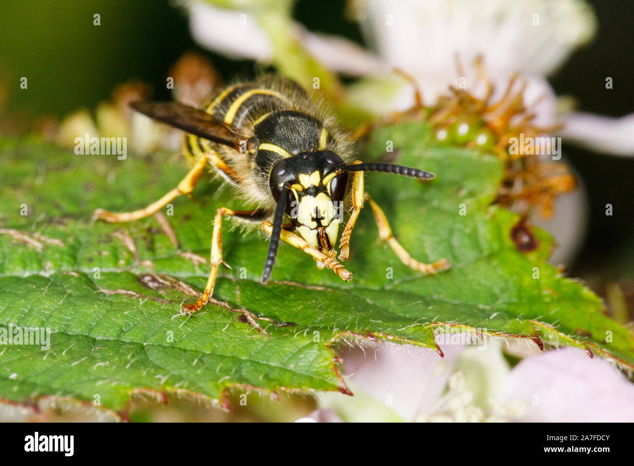 Saxon Wasp, Dolichovespula saxonica Stock Photo