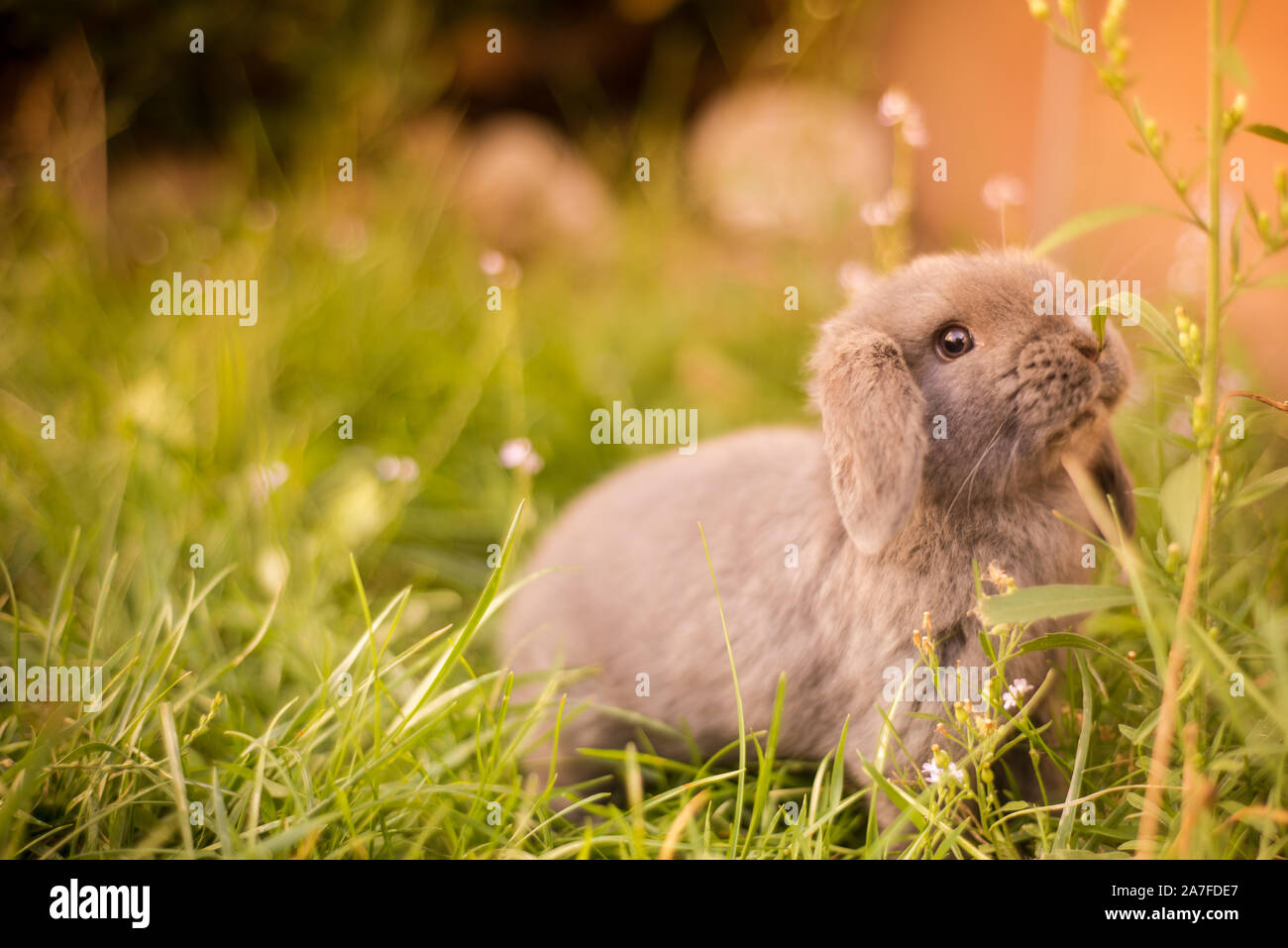 Cute gray haired Japanese dwarf rabbit, with hanging ears in a garden sniffing at grass stalks Stock Photo