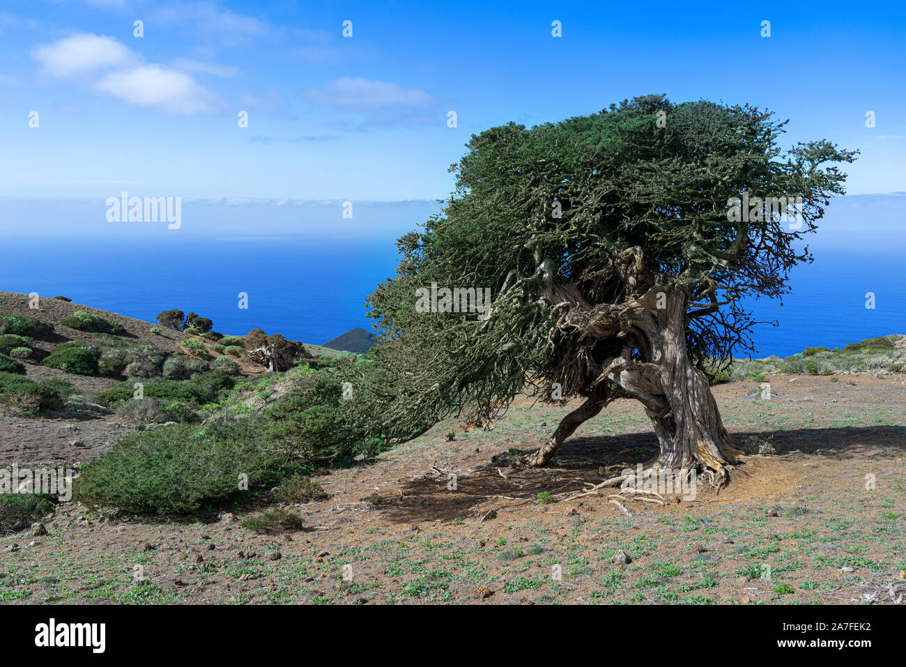 Old Sabina juniper tree on the island of El Hierro, Canary Islands Stock Photo