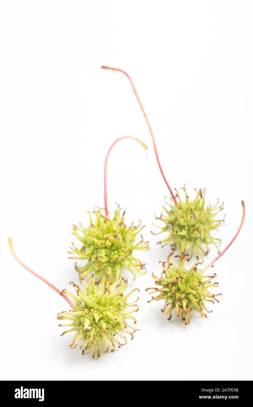 Examples of the fruit of the American sweetgum tree, Liquidamber styraciflua, photographed against a white background. The spiky fruits contain the tr Stock Photo