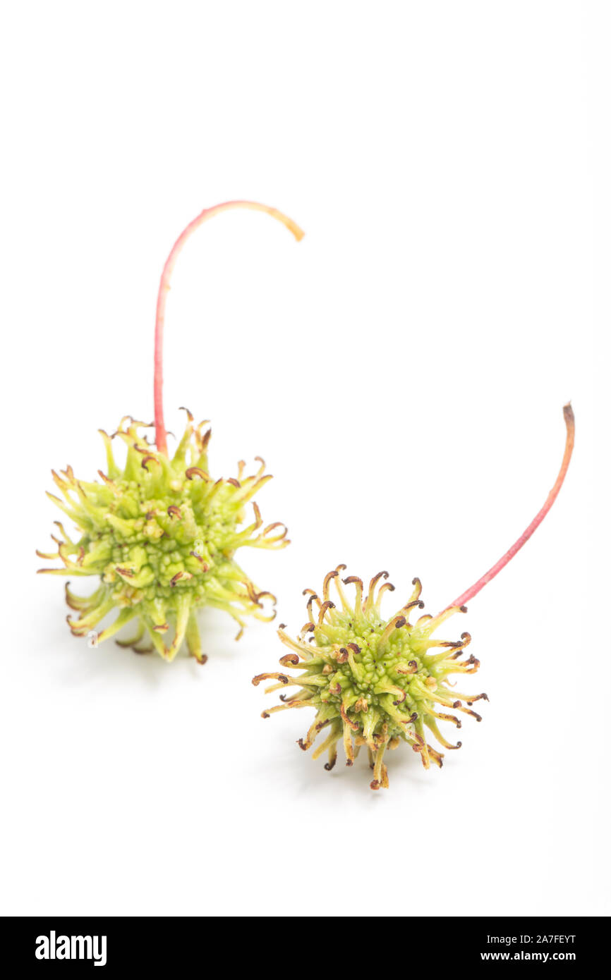 Examples of the fruit of the American sweetgum tree, Liquidamber styraciflua, photographed against a white background. The spiky fruits contain the tr Stock Photo