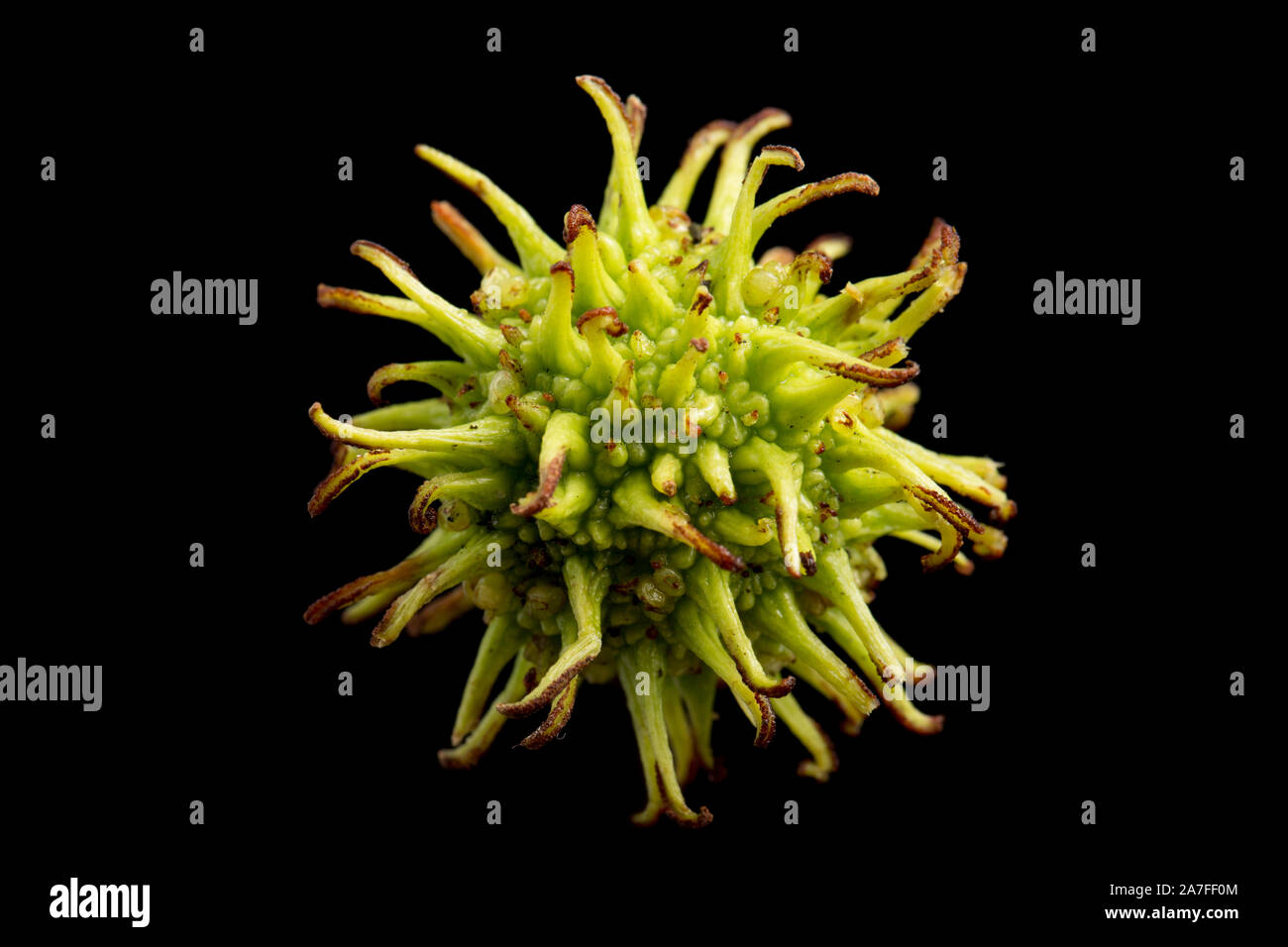 A Single Example Of The Fruit Of The American Sweetgum Tree Liquidamber Styraciflua Photographed Against A Black Background The Spiky Fruits Contai Stock Photo Alamy