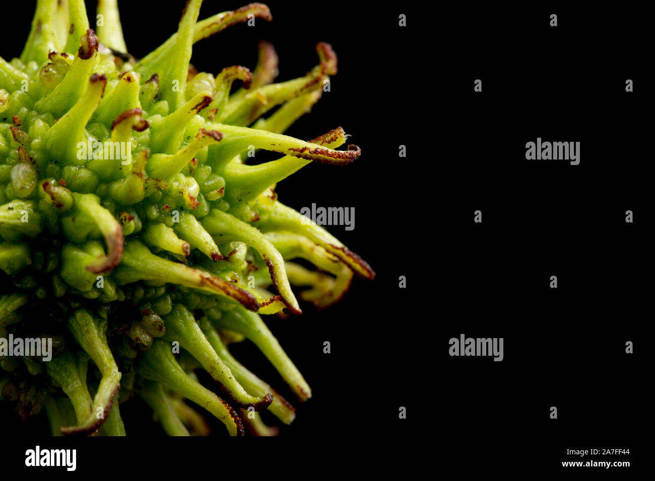 A single example of the fruit of the American sweetgum tree, Liquidamber styraciflua, photographed against a black background. The spiky fruits contai Stock Photo