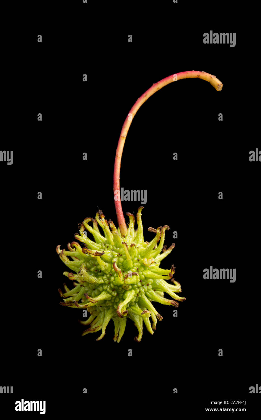 A single example of the fruit of the American sweetgum tree, Liquidamber styraciflua, photographed against a black background. The spiky fruits contai Stock Photo