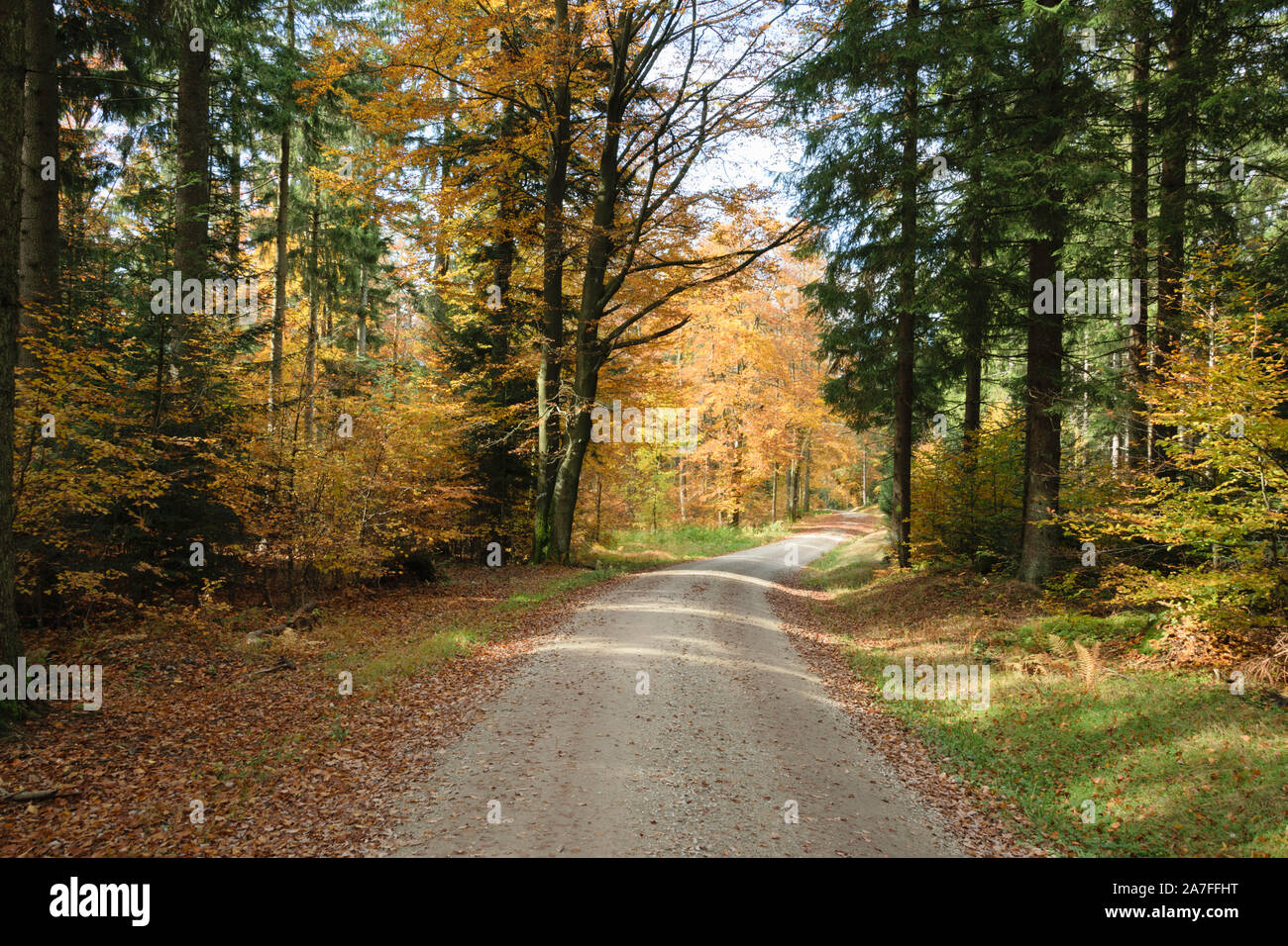 Weg im wald hi-res stock photography and images - Alamy