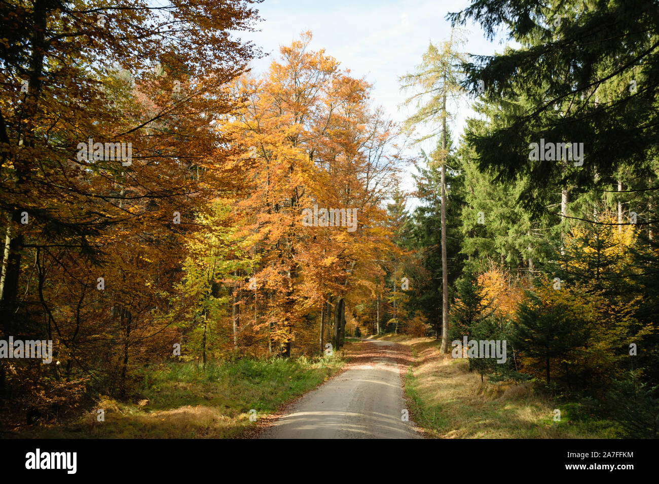 Weg im wald hi-res stock photography and images - Alamy