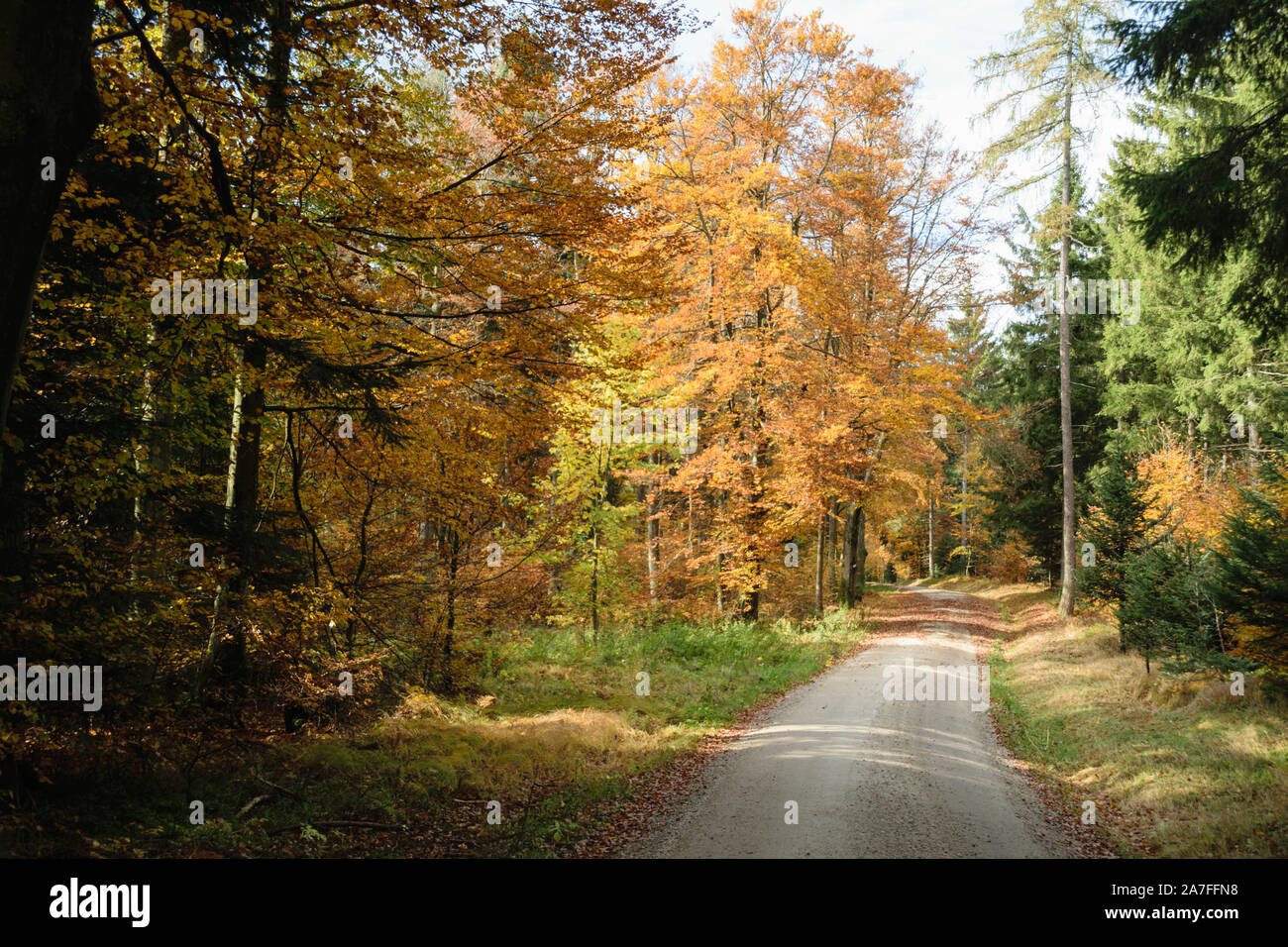 Weg im wald hi-res stock photography and images - Alamy