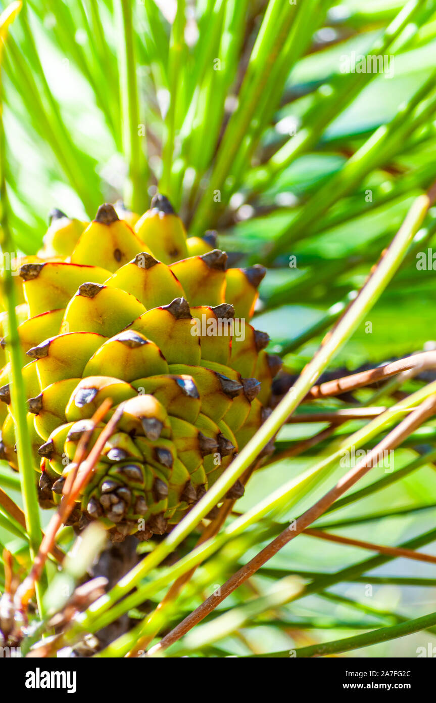 Closeup of a new growing green pine cone hanging on a branch of a ...