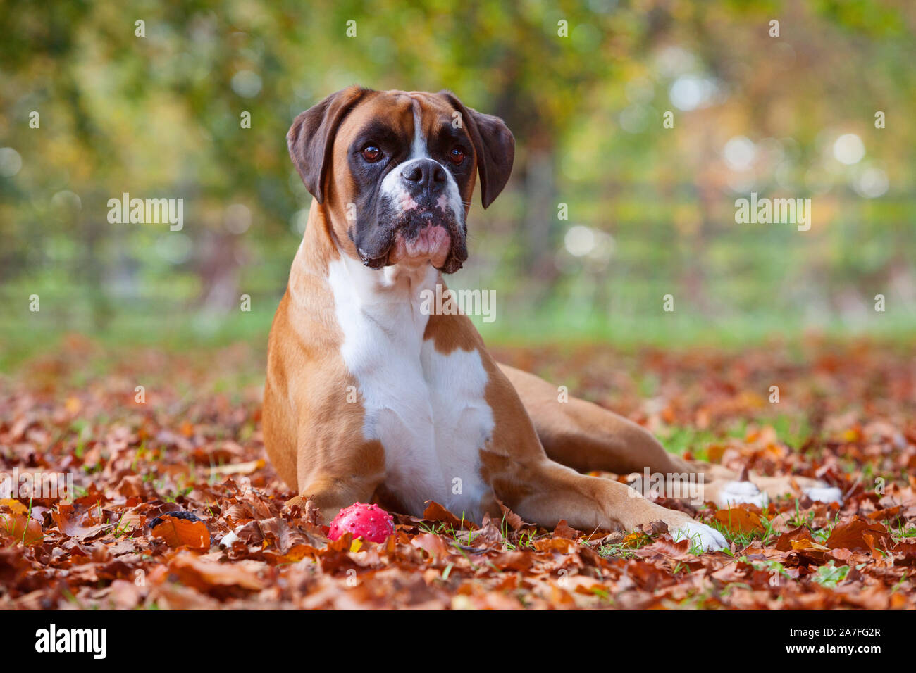 A female Boxer dog outdoors among fallen leaves in autumn Stock Photo