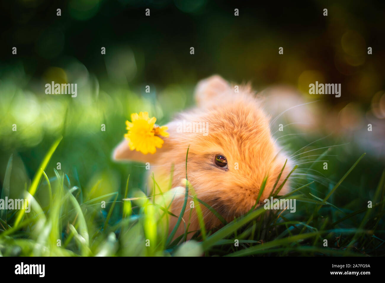 Furry garden hires stock photography and images Alamy
