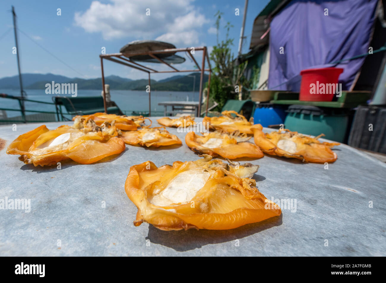 Jellyfish caught in the sea dry in the sun on a table in Tap Mun Island (also known as Grass Island) an outlying island in Hong Kong Stock Photo