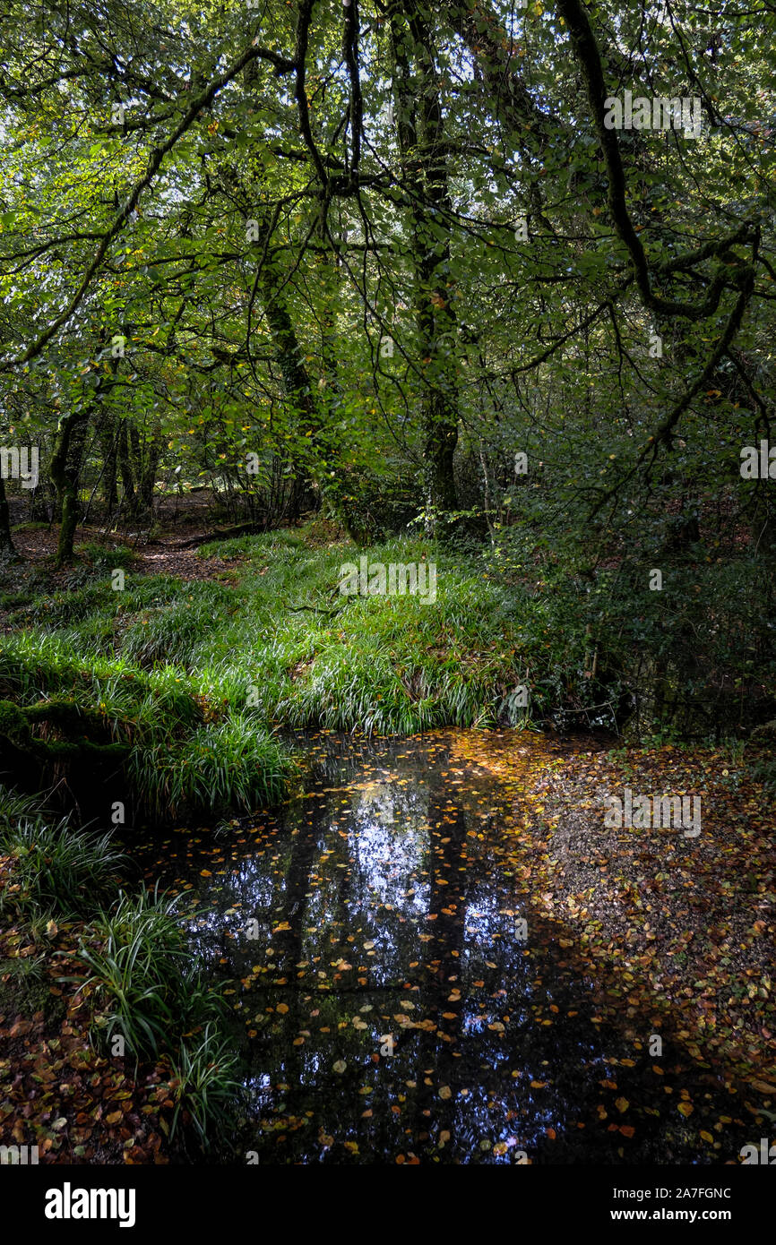 The ancient oak woodland of Draynes Wood in Cornwall. Stock Photo
