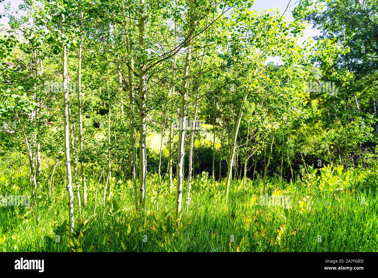 Snowmass Village, Colorado neighborhood with forest of green Aspen trees in summer with sunlight Stock Photo