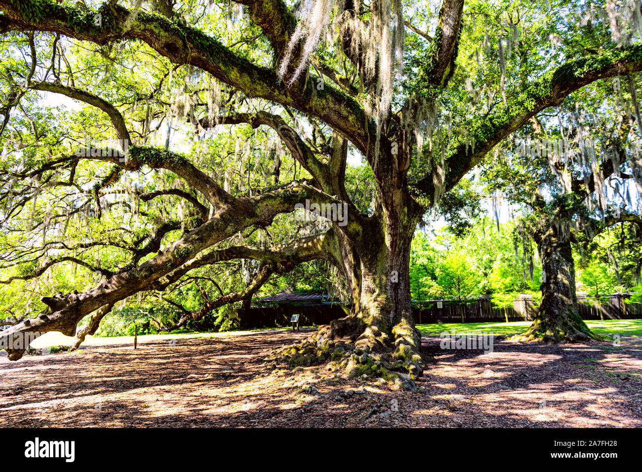 Old southern live oak in New Orleans Audubon park with hanging spanish ...