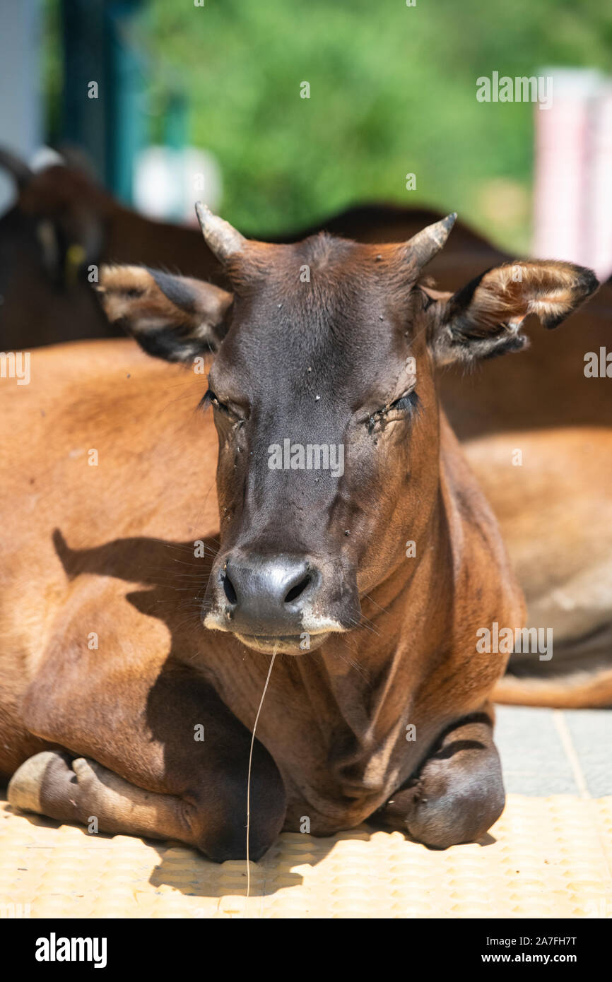 A cow with a string of dribble on Tap Mun Island (Grass Island), Hong Kong, China Stock Photo