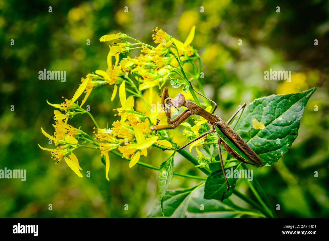 Macro closeup of brown insect praying mantis eating bee on yellow wingstem flowers with black tips Stock Photo