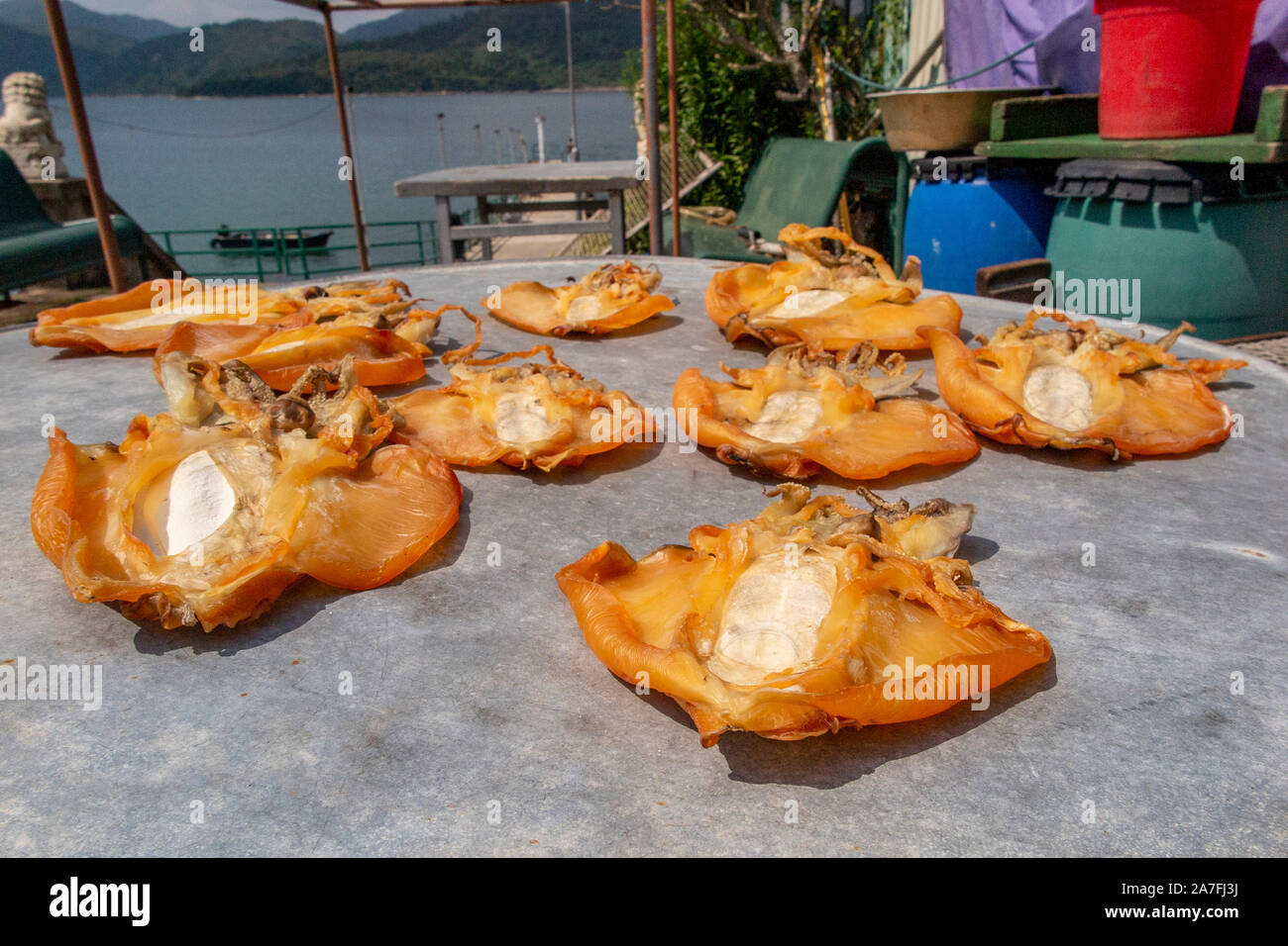 Jellyfish caught in the sea dry in the sun on a table in Tap Mun Island (also known as Grass Island) an outlying island in Hong Kong Stock Photo