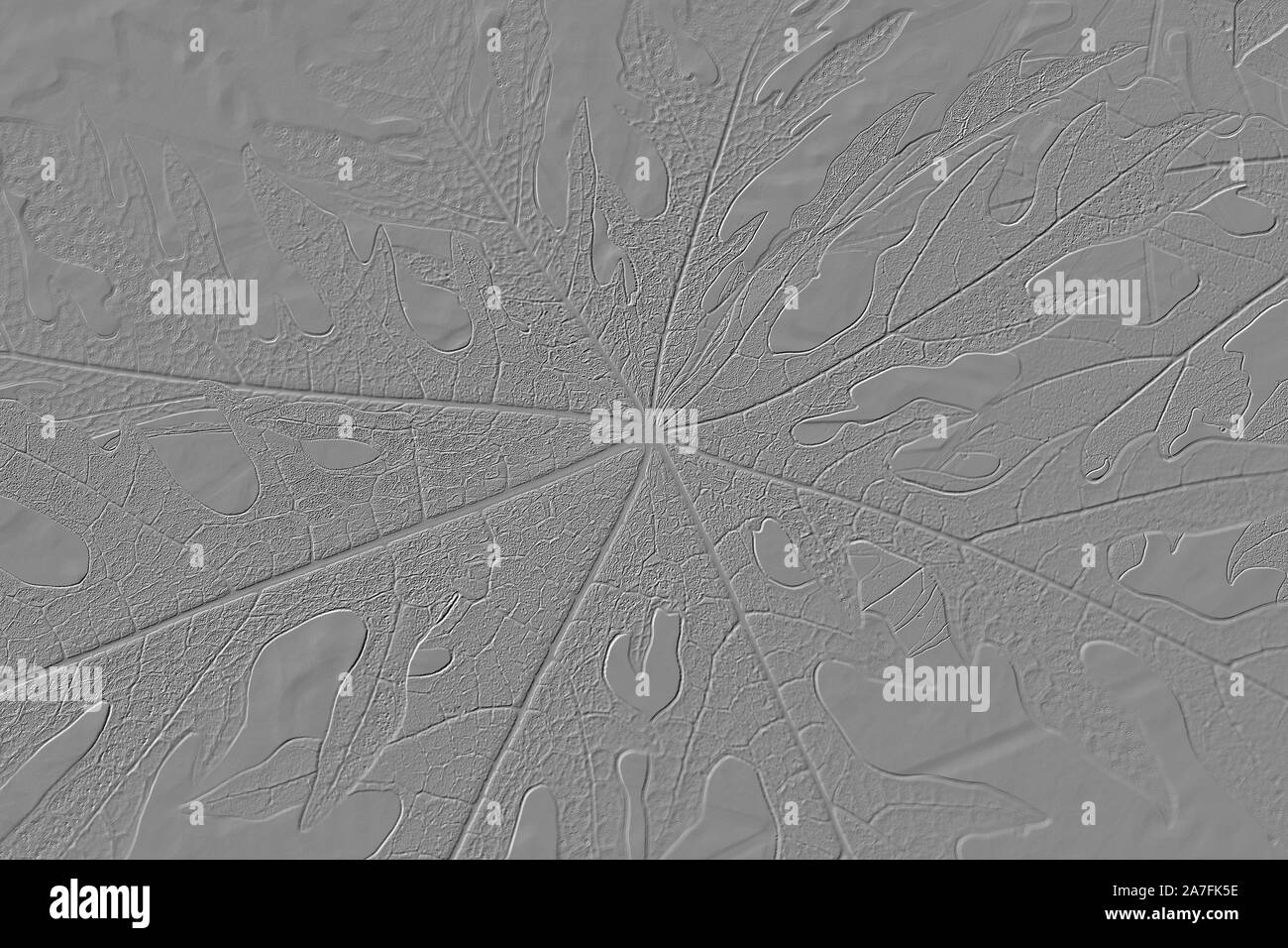 The Lines and Geoglyphs of big papaya leaves for background use Stock Photo
