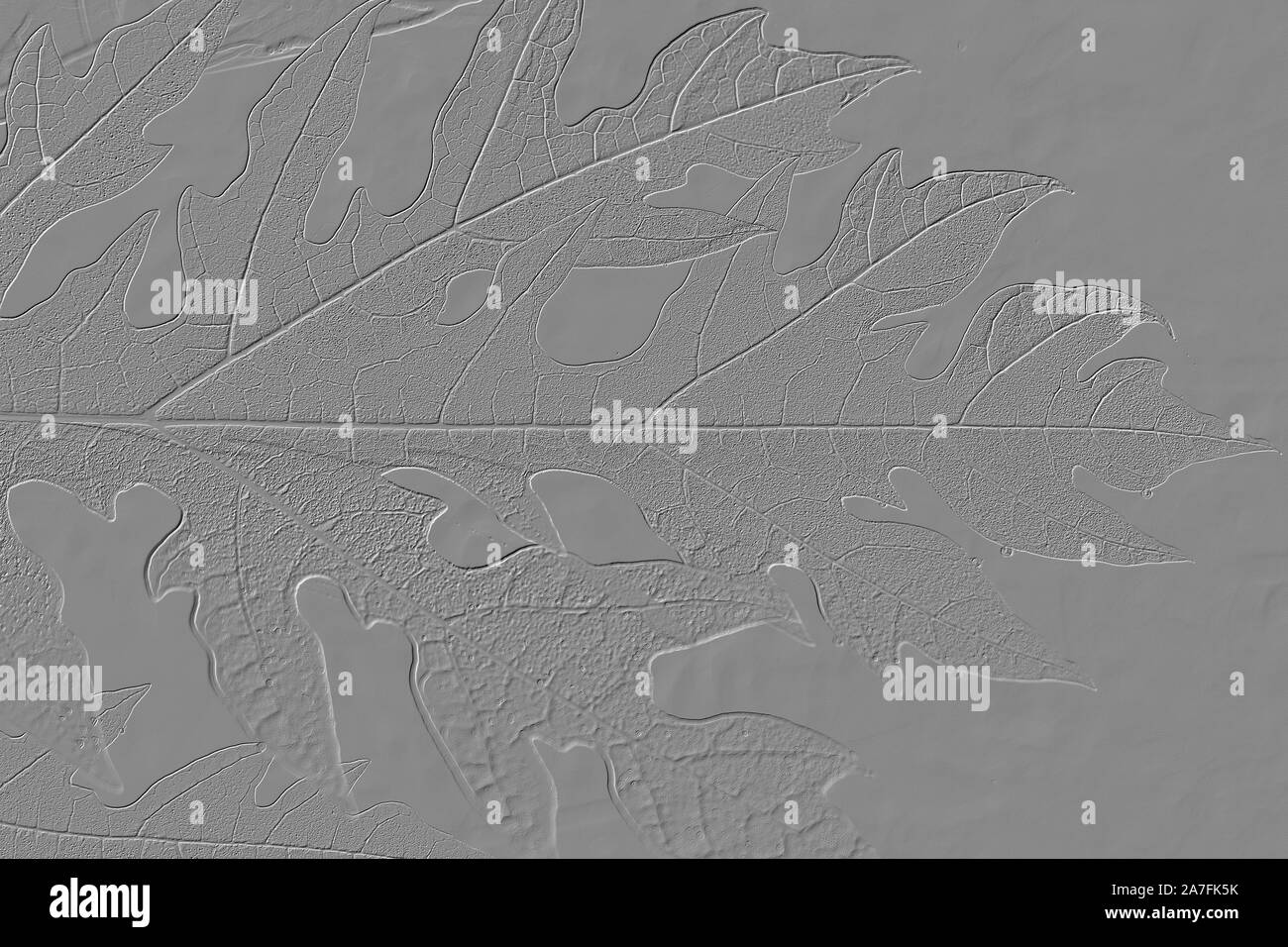 The Lines and Geoglyphs of big papaya leaves for background use Stock Photo