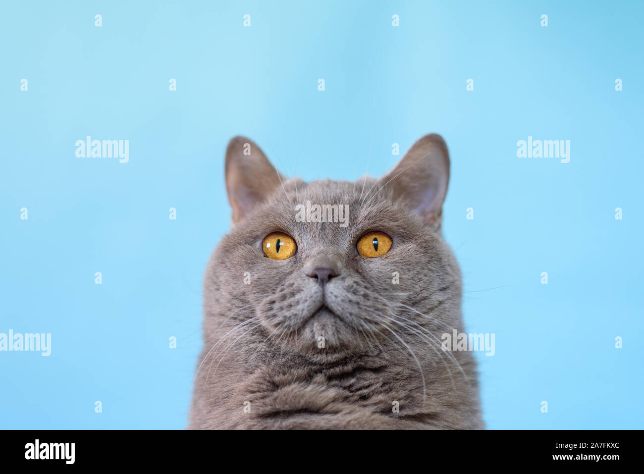 Cute British Shorthair Cat Portrait On Blue Background Stock Photo