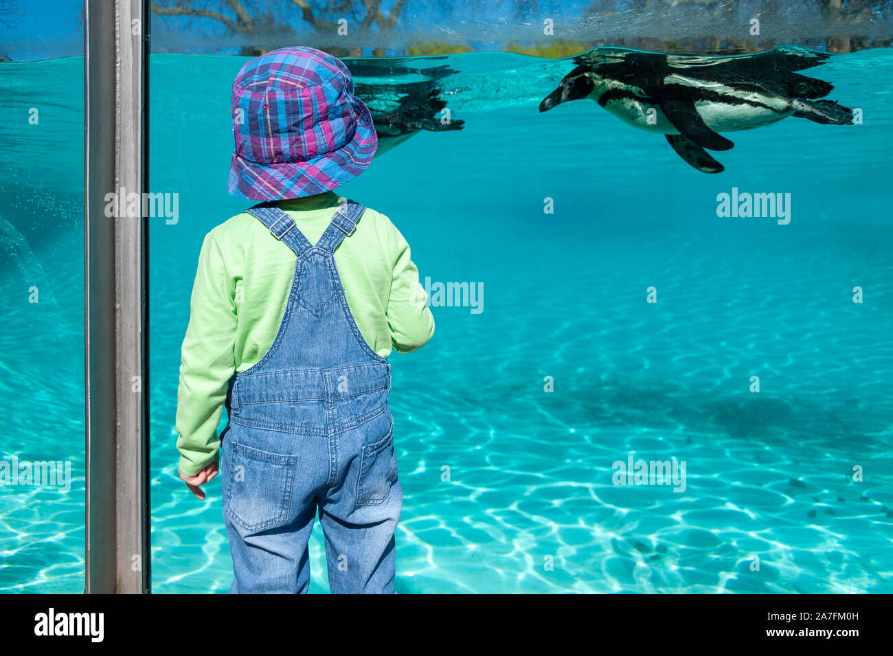 London, UK. 08-03-2019. ZSL London Zoo. Penguin Beach – England’s