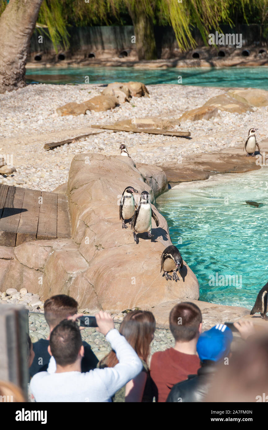 London, UK. 08-03-2019. ZSL London Zoo. Penguin Beach – England’s