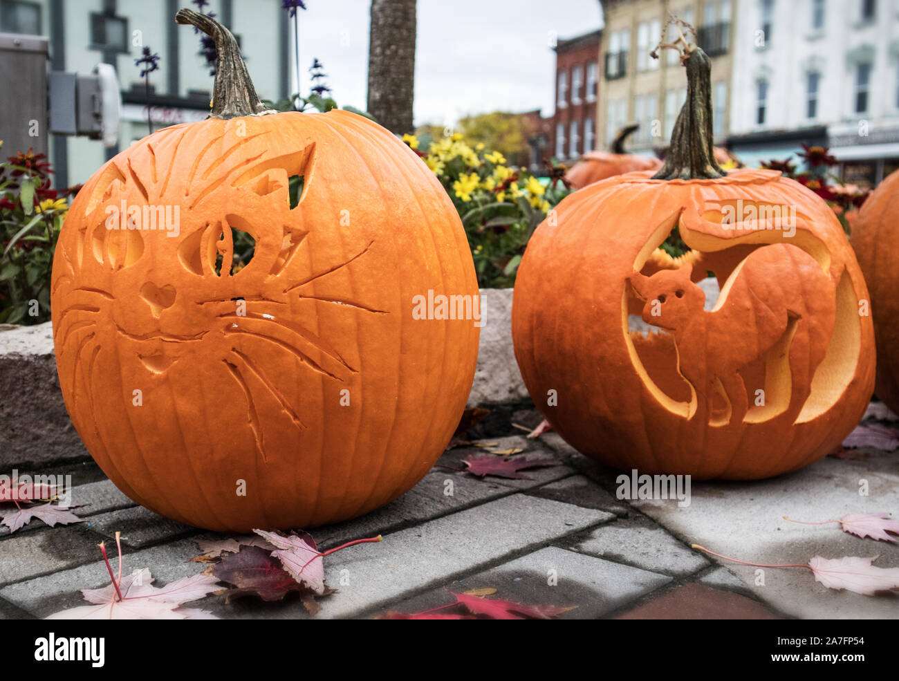 Cats carved in Halloween pumpkins. Stock Photo