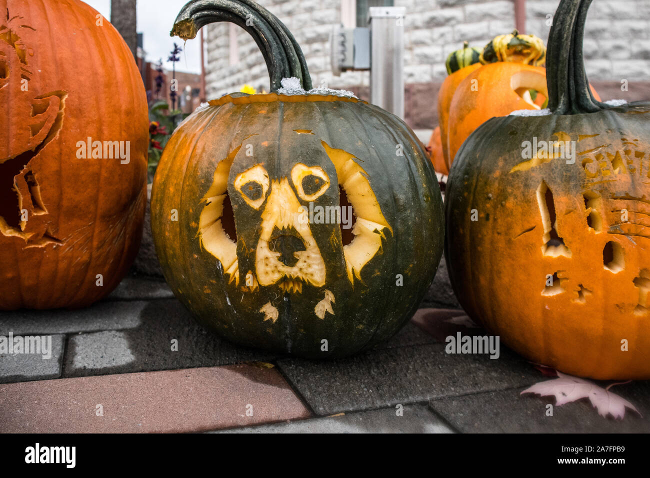 Incised and carved puppy's face in the Halloween pumpkin. Stock Photo
