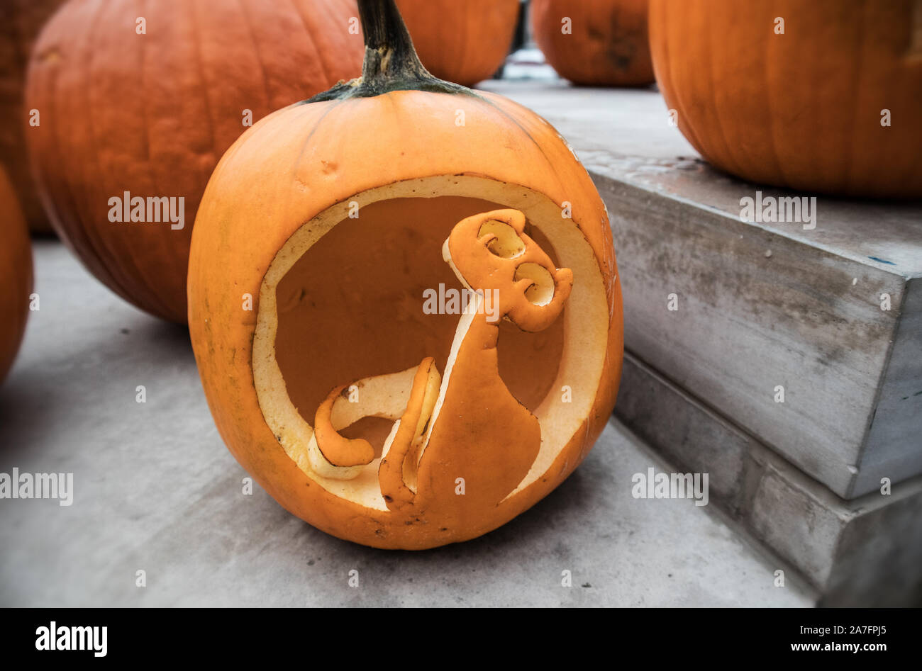 Cat carved in the Halloween pumpkin. Stock Photo