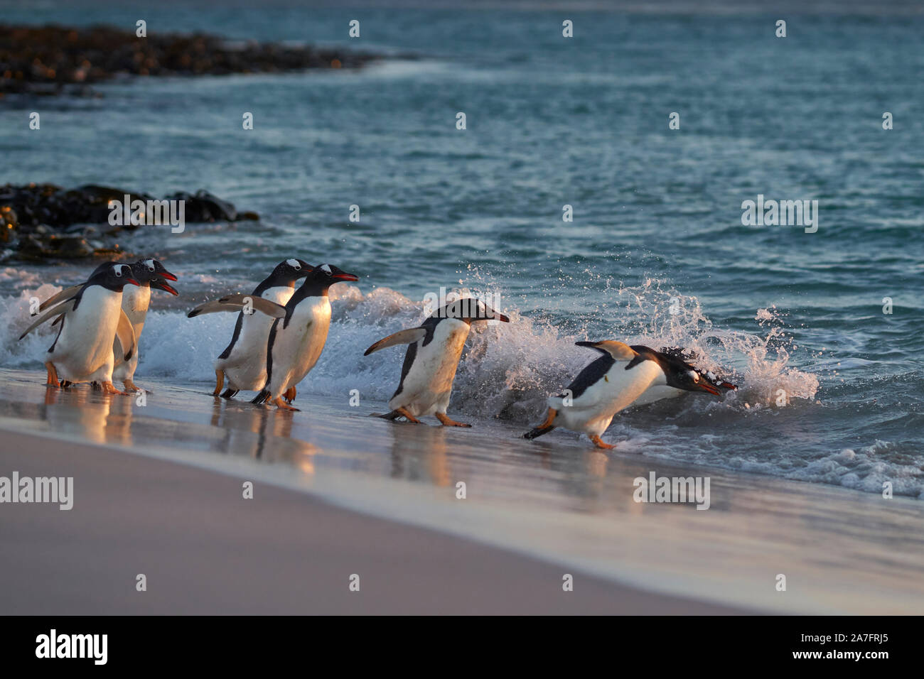 Gentoo Penguin (Pygoscelis papua) heading to sea early in the morning ...