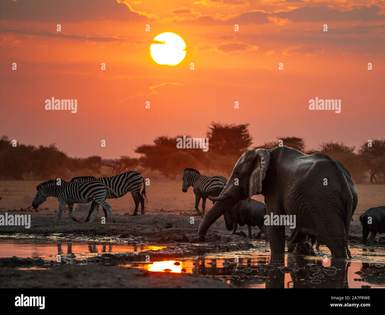 elephant and zebra at sunset by a waterhole Stock Photo