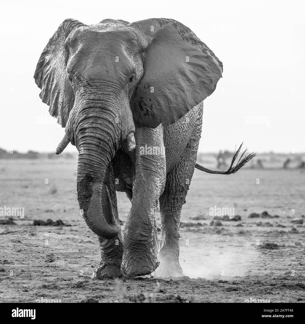 a black and white image of an african elephant walking towards the camera Stock Photo