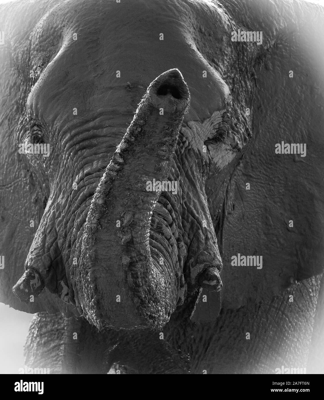 a black and white close up image of an elephant looking directly at the camera and scenting with its trunk Stock Photo