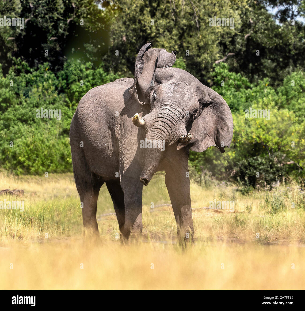 An african bull elephant in an aggressive posture, shaking his head Stock Photo