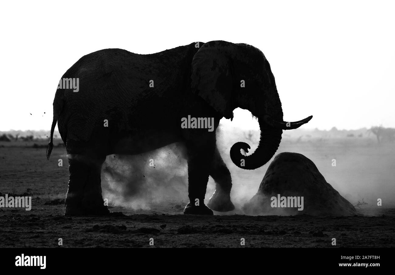 a black and white silhouette of an elephant kicking up dust Stock Photo