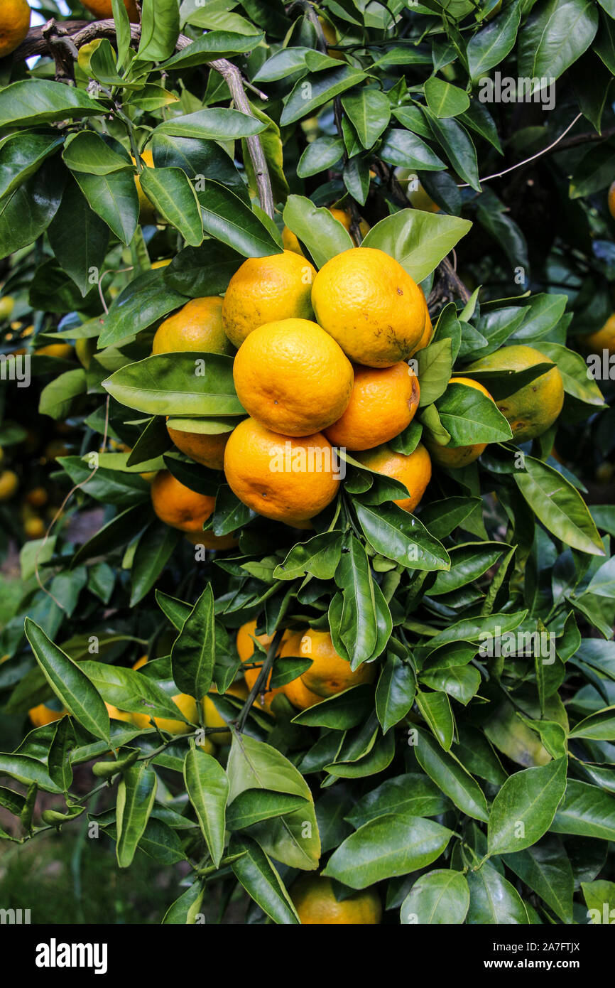 Branch of ripe juicy tangerines on on one of the plantations Jeju