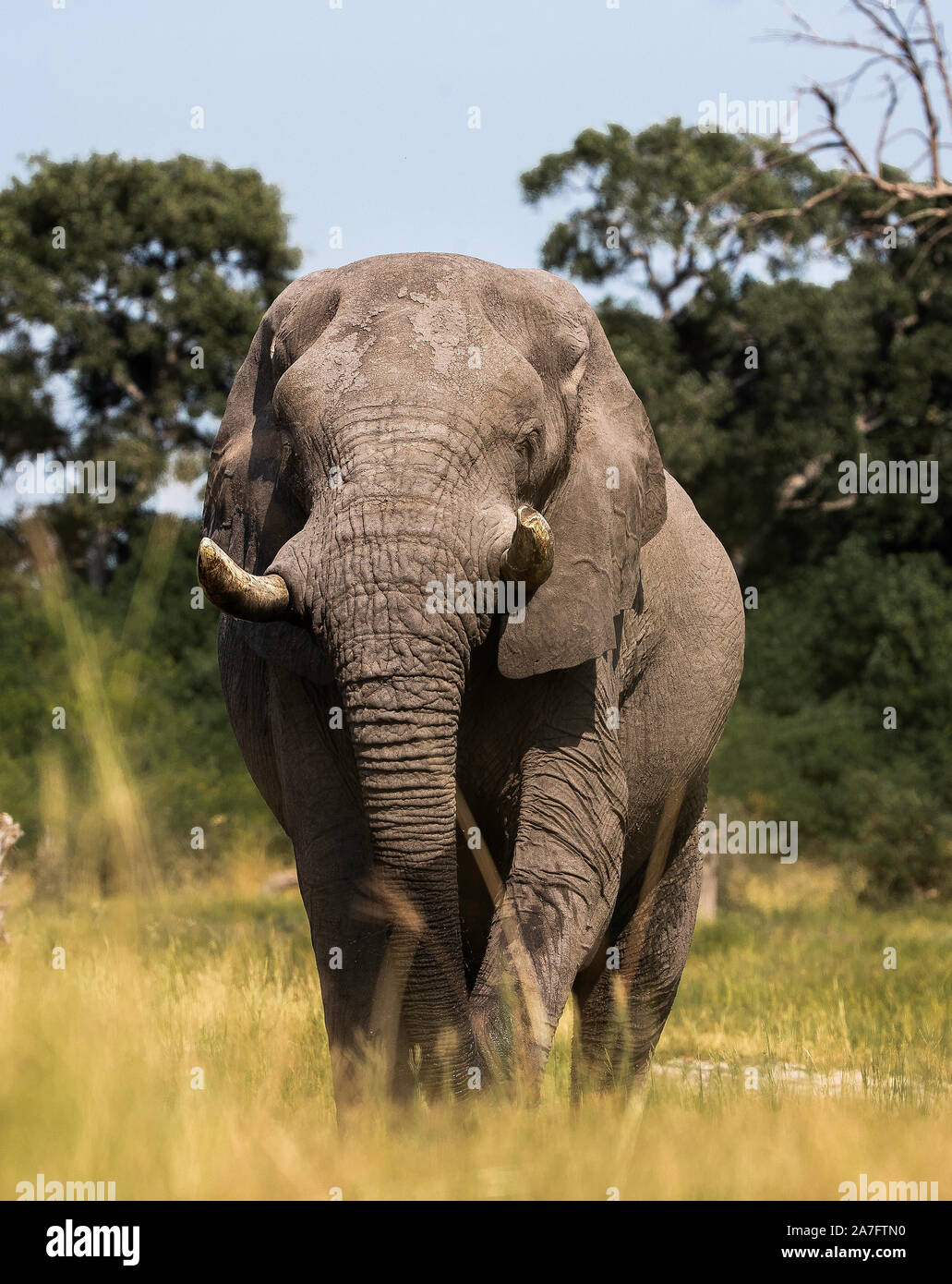 African Elephant Walking Towards The Camera Stock Photo Alamy