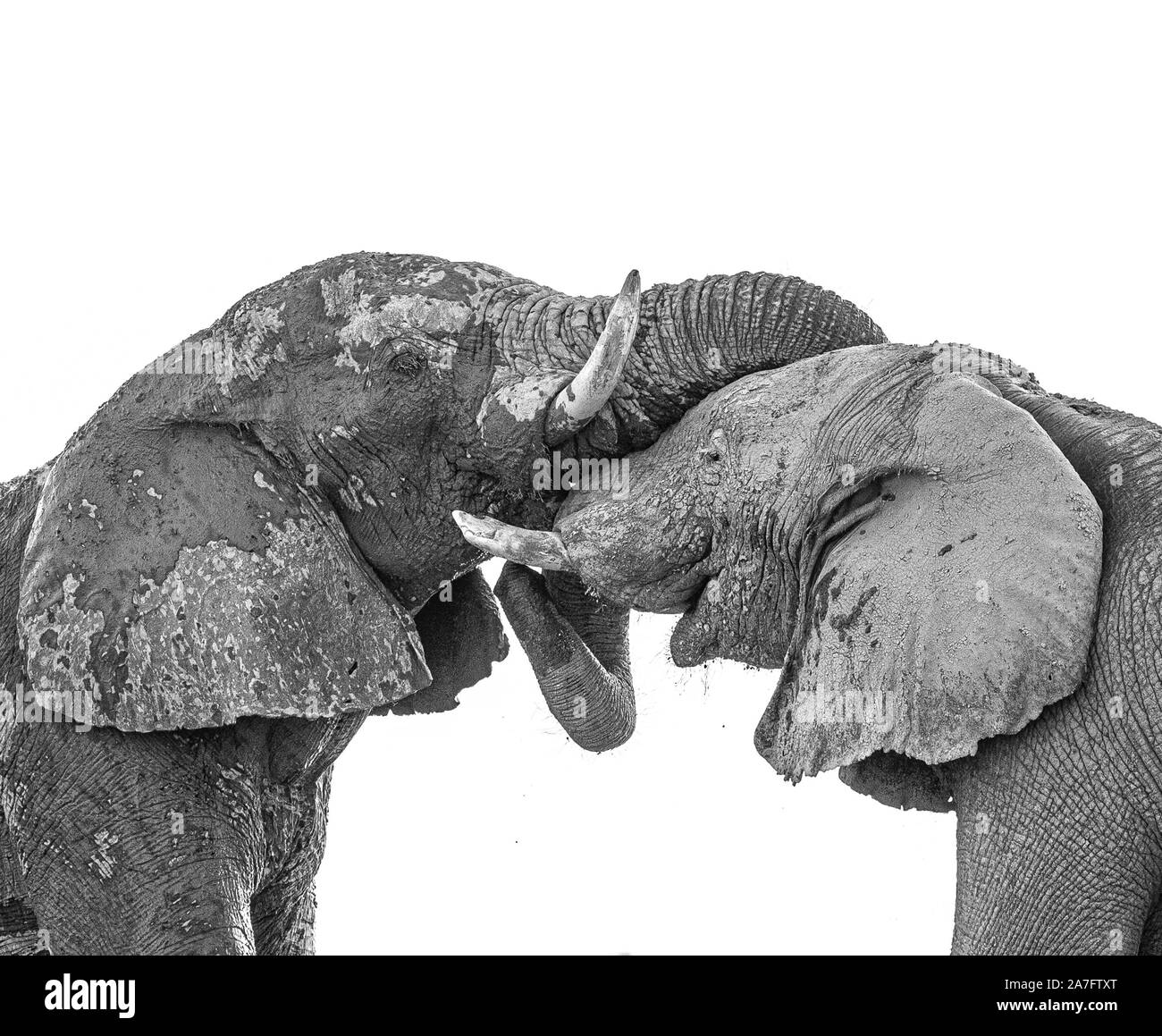 a black and white image of two elephants interacting with trunks entwined Stock Photo
