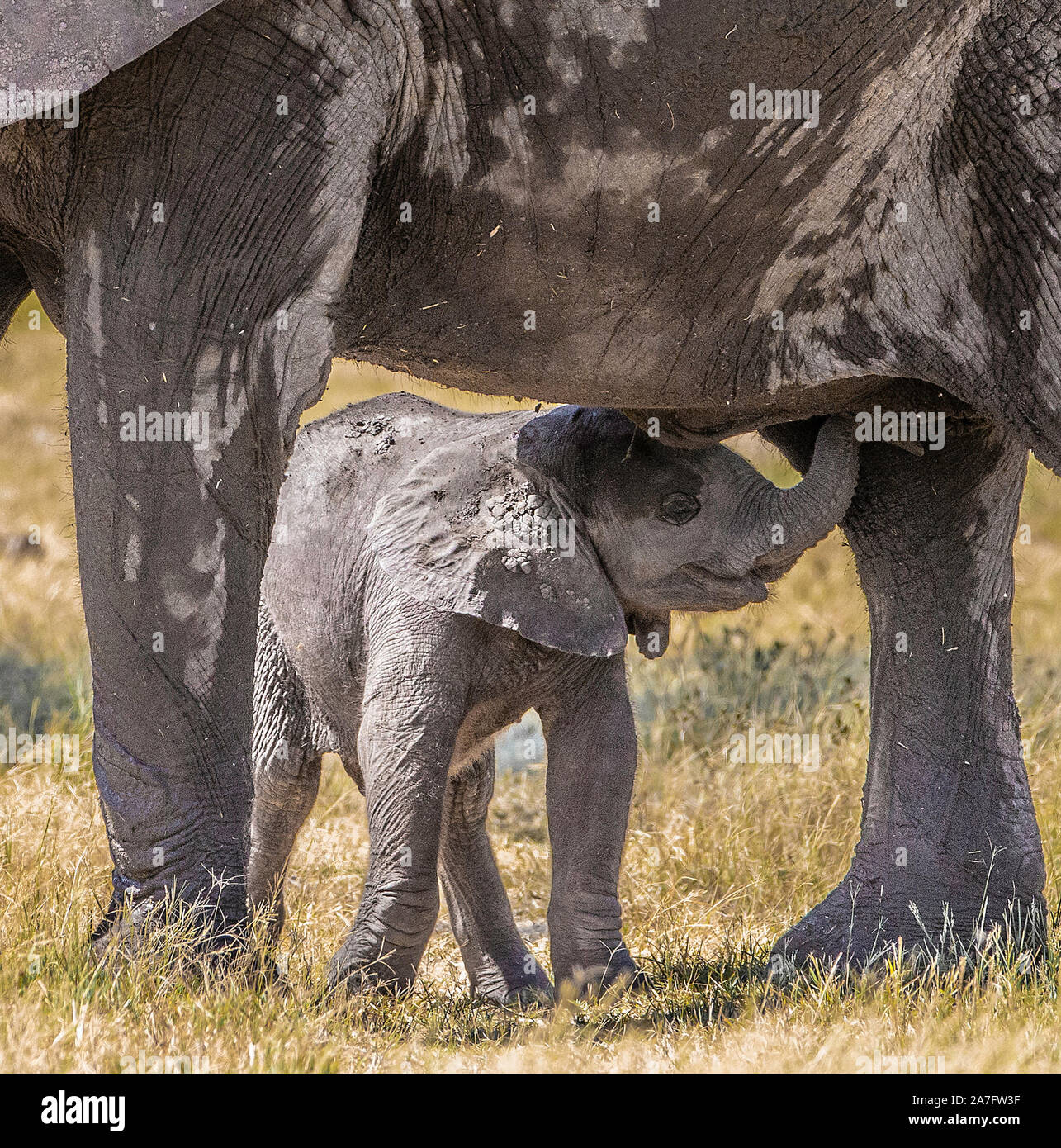 A Baby Elephant Suckling From Its Mother Stock Photo Alamy