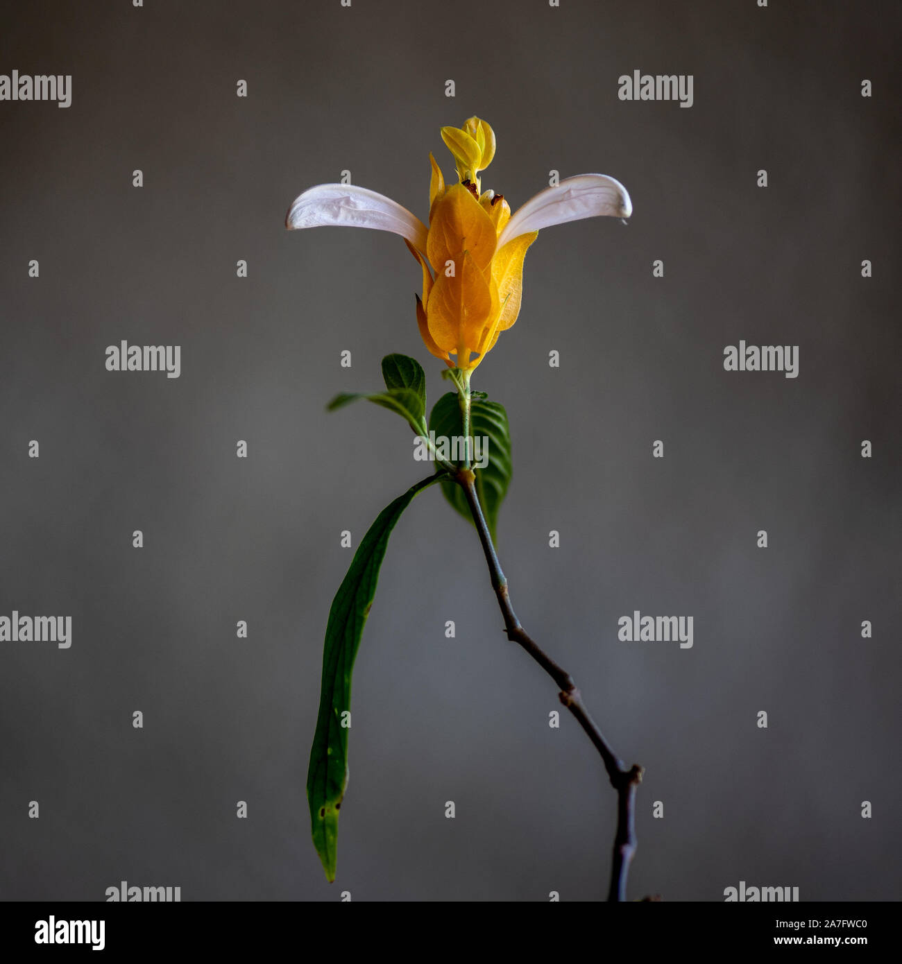 Shrimp flower from Mexico (Justicia brandegeeana;) on grey background, one flower side view, still life Stock Photo