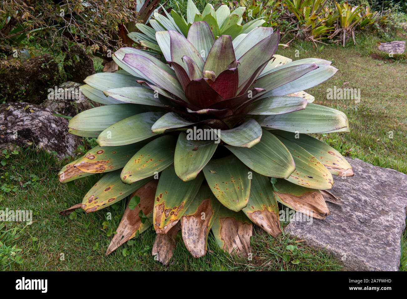 The side adn top of a alarge tropical bromeliad probably in the genus Alcantarea. These plants form at the center of their concentric leaves, phytotel Stock Photo