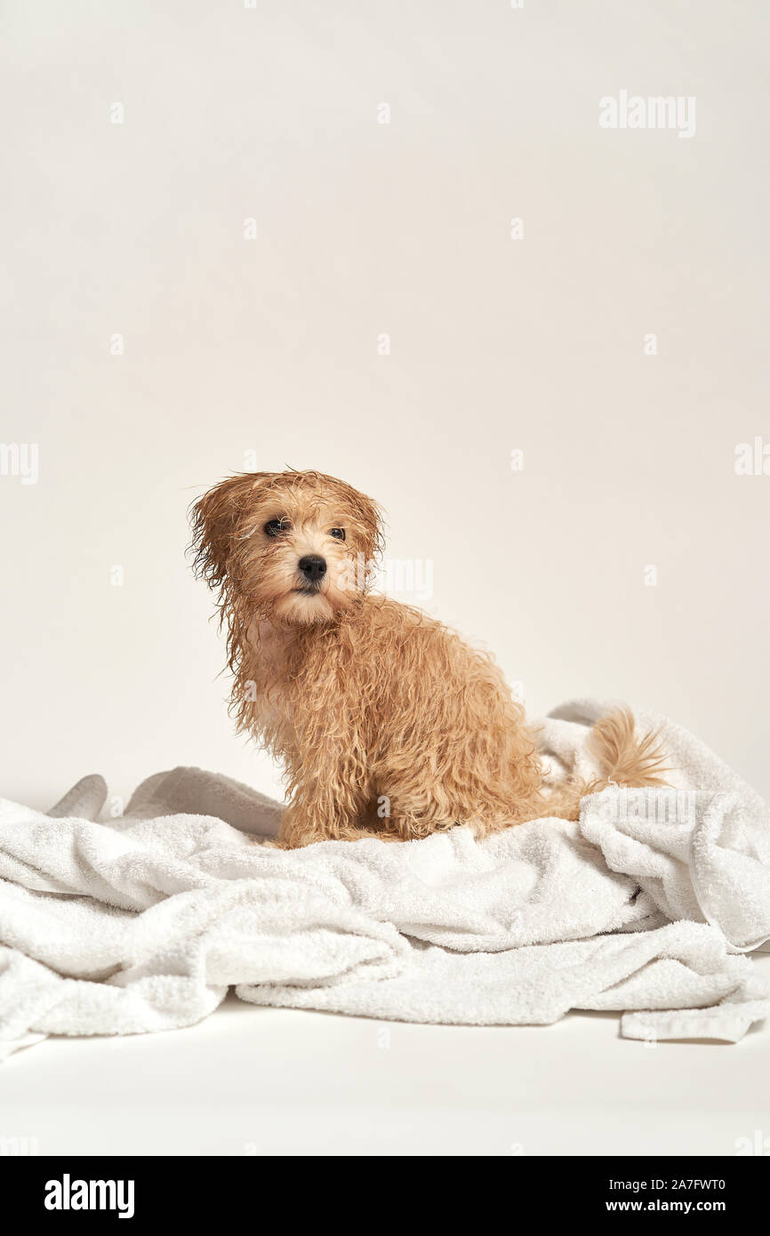puppy playing on a towel after bathing on a white background Stock Photo
