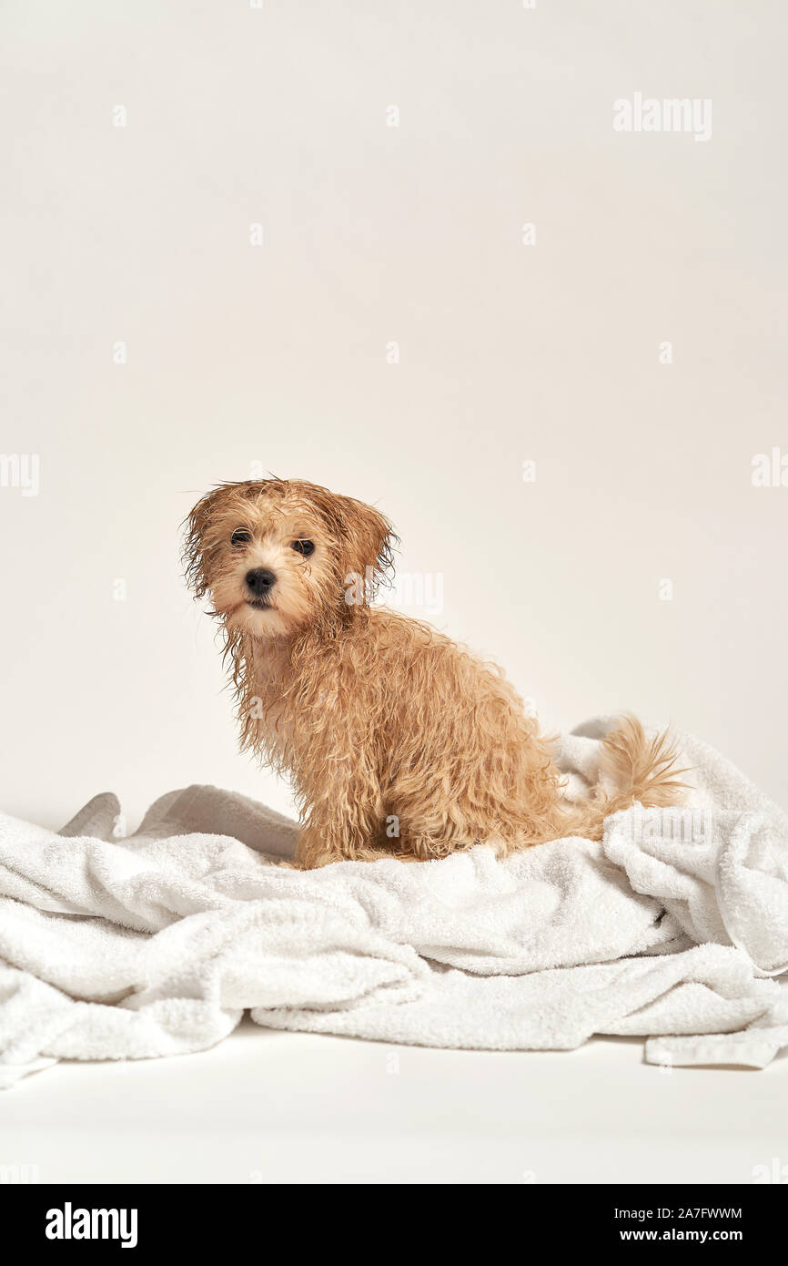 puppy playing on a towel after bathing on a white background Stock Photo
