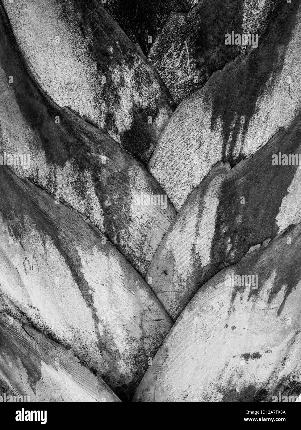 The base of the leaves of palm tree in black and white - texture or background copyspace Stock Photo