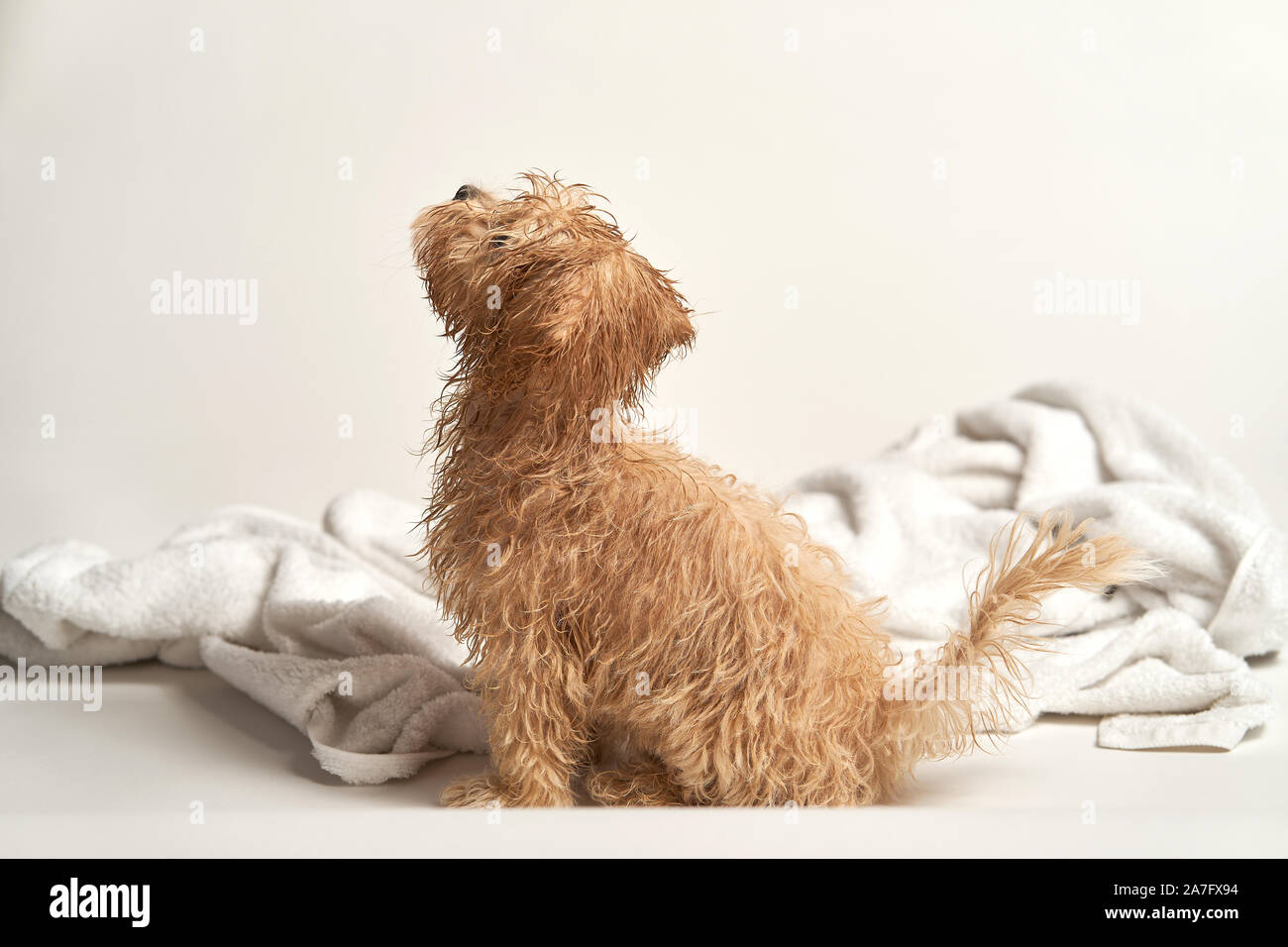 puppy playing on a towel after bathing on a white background Stock Photo